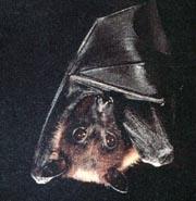 Facts about Bats Bats are the only mammals that fly.