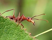 Small but strong Ants can walk while holding an object weighing 5 times