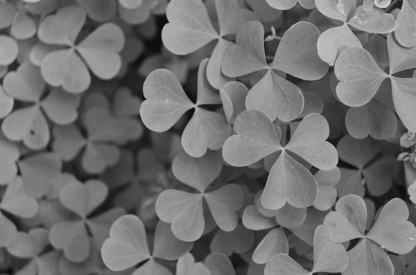 The shamrock, also known as a trefoil, is readily recognized as symbolic of Patrick.