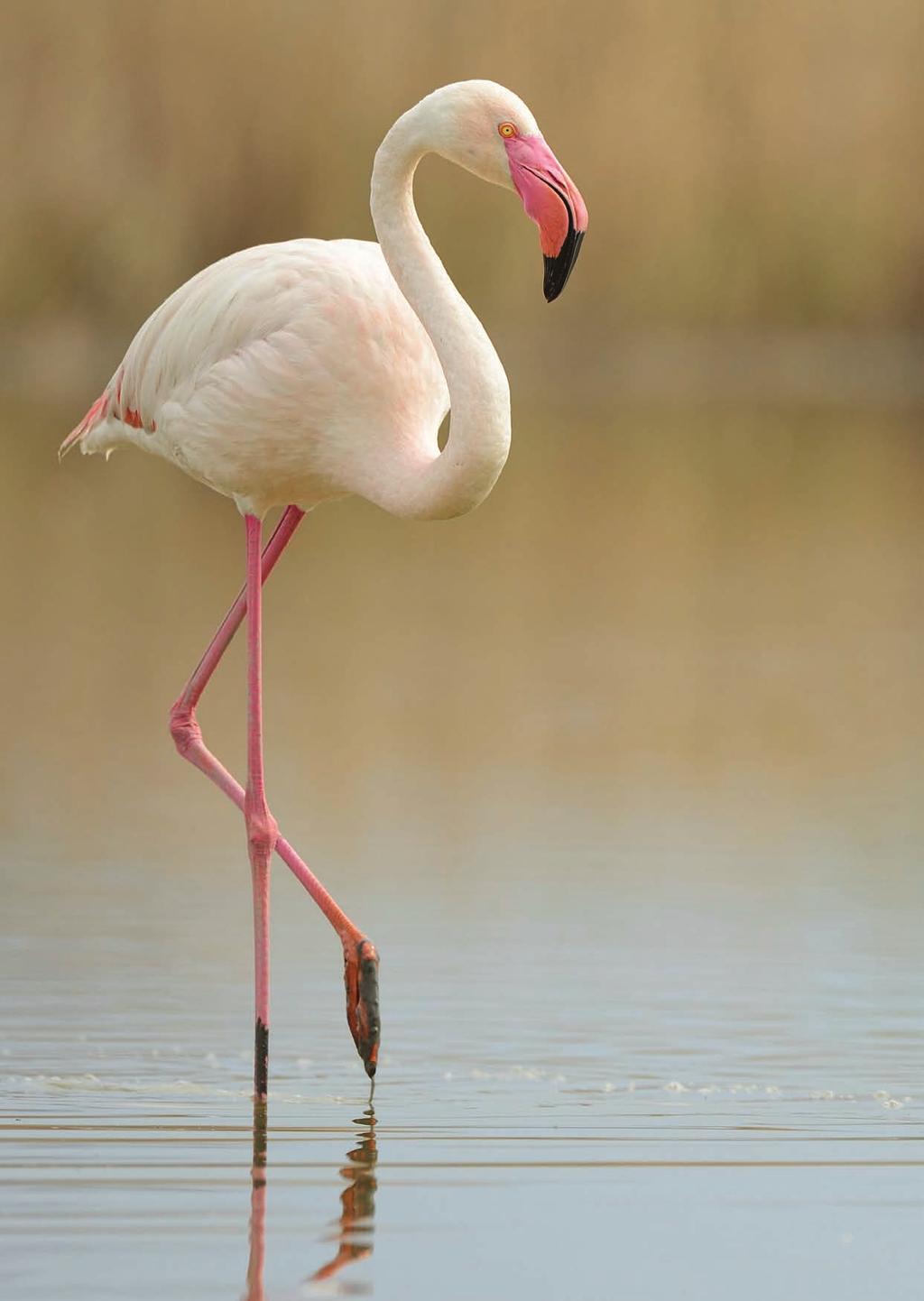 PASAPORTA Emri shqip: Flamingo, Lejleku Rozë Photo: Massimiliano Sticca Emri latinisht (binominal): Phoenicopterus roseus Pallas, 1811 Ushqimi: karkalecat, kërmij, alga (omnivore 12 ) Përhapja: