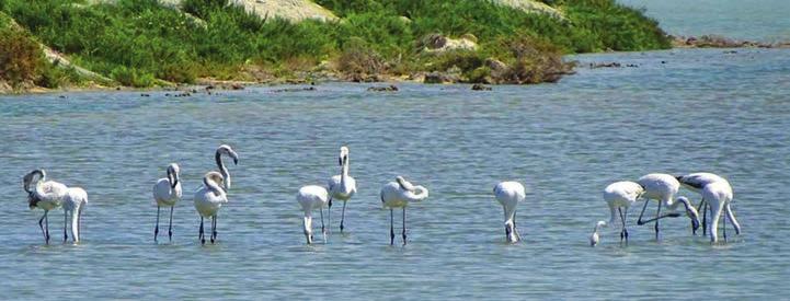 Fauna Lejleku Rozë Flamingot, ose si e quajmë në shqip Lejleku Rozë, janë shpendë uji të mëdhenj dhe shumë të bukur, të cilët jetojnë në laguna, liqene të cekët, këneta dhe zona bregdetare me rërë.