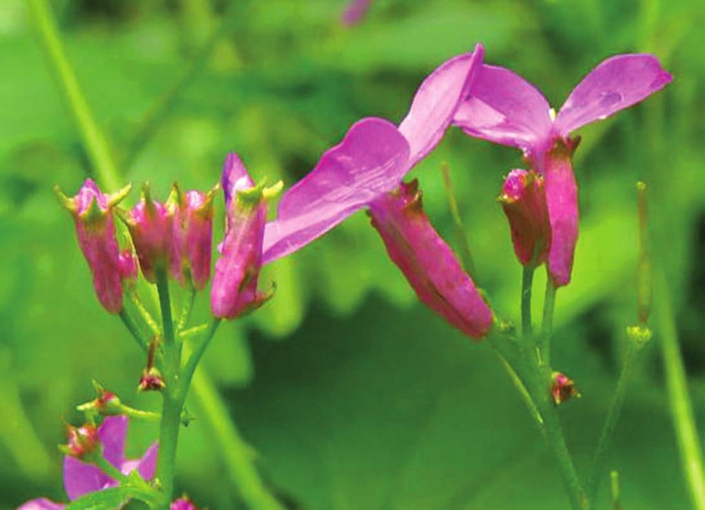 Flora Lunaria telekiana Mes Alpeve të veriut të Shqipërisë gjendet një thesar i florës shqiptare.