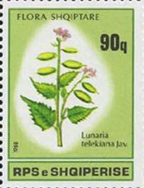 Lunaria është një bimë barishtore, shumëvjeçare, 100-140 cm e gjatë. Gjethet janë vezake me majë, dhe të dhëmbëzuara.