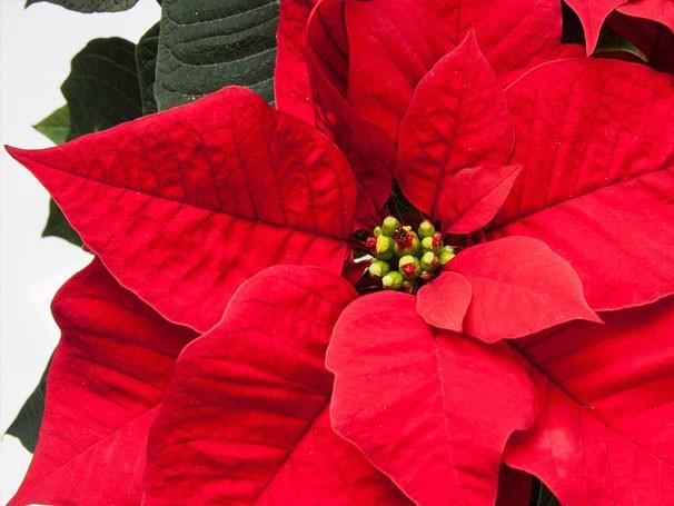 NAME: PHONE: AMOUNT PAID: $ For Christmas, First Christian Church will decorate its sanctuary with Poinsettias.