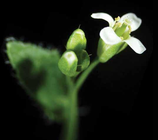 BACK TO GENESIS Complex Bioengineering in Blooming Flowers J e f f r e y T o m k i n s, P h. D. Have you ever wondered how a plant knows when it s time to flower?