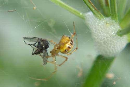 Upon a Spider Catching A Fly Edward Taylor This poem by Edward Taylor uses so much allegory. The spider represents Satan trying entangle people into his evil, through sin.