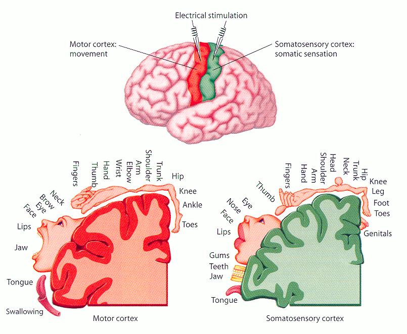 Motor and Sensory Homunculi The motor and sensory homunculi are areas of the cerebral cortex in which a map of the body is developed.