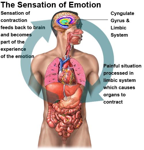 So an emotion has two parts, 1) its story: the situation that triggered the emotion 2) its sensation: the physical contraction of muscles and organs underlying the feeling.
