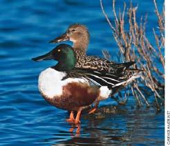 Ducks Unlimited preserves wetlands Saving the rainforests will provide O 2 and medicines for humans.
