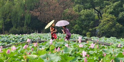 Home Available Shells Auctions Shell Topics December 7, 2017 NEWSLETTER: SHANGHAI 2017 NR 1 Chinese beauties enjoying an afternoon chat in the lotus field. Hangzhou, July 2017.