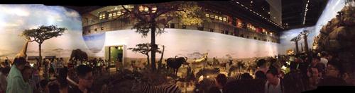 There are endless exhibitions of natural history samples of all branches of the animal kingdom one can imagine. General view on one of the rooms.