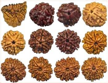 The word Rudraksha is derived from the words Rudra + Aksha meaning tears of Rudra.