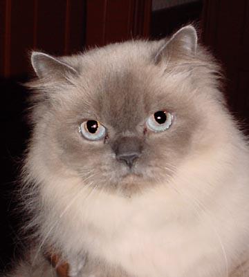 uncontrollable) breeding habits. Still, many cat breeds have been generated since Darwin's day.