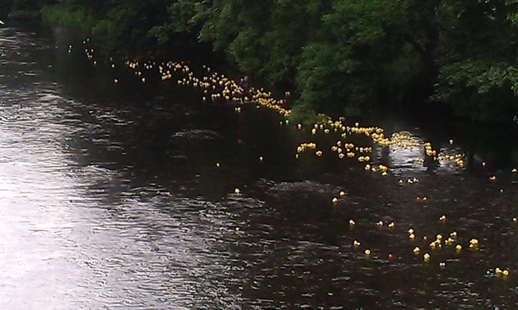 I don t know who organised the DUCK RACE But it was