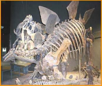 Stegosaurus: Proof That Humans And