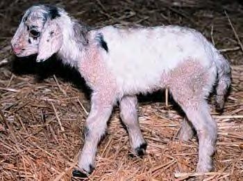 Goat and sheep genes have been