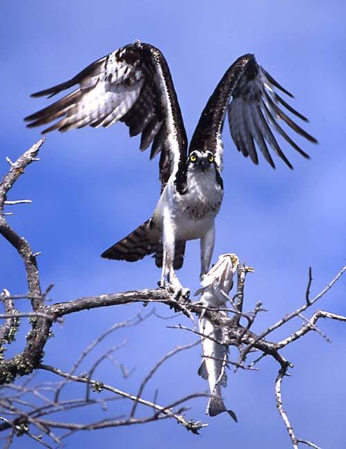 Ospray called the Fish Hawk, the most widespread bird of prey; hunting fish in shallow wetlands.