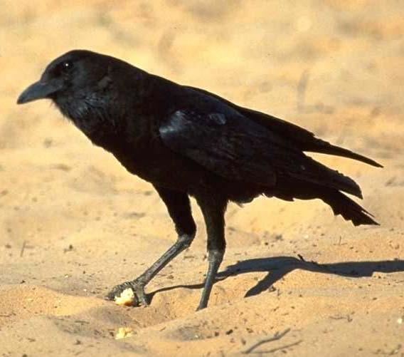 Raven known for eating carrion; with tradition noting their favorite food is human flesh; beginning with the eyes (they have less power than other birds that feed on