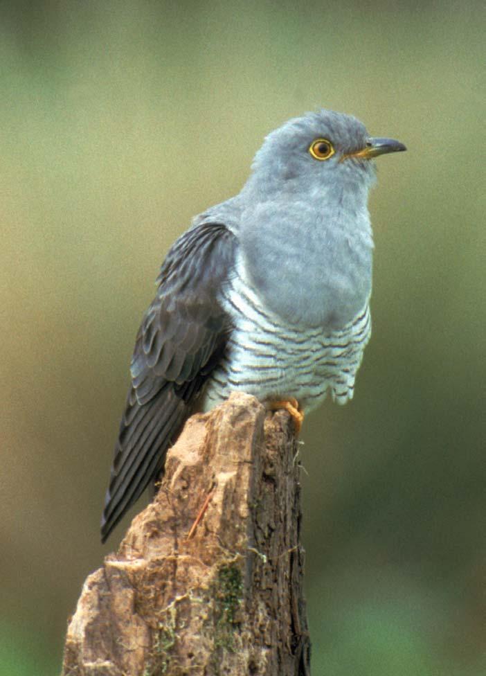 Cuckoo mocked in the world for it s bizzare habits: Cuckoo s Nest. They lay their eggs in the nests of other birds.