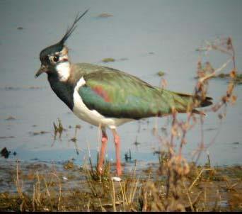 Lapwing considered by many the most beautiful bird in the world.