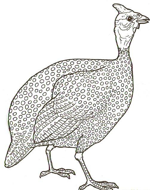 I am a guinea fowl. I can be food to you. I like to live in Africa.