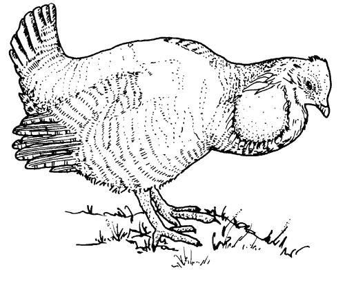 I am a prairie chicken. I can be food for you.