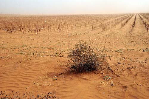 4. Drought and Crop