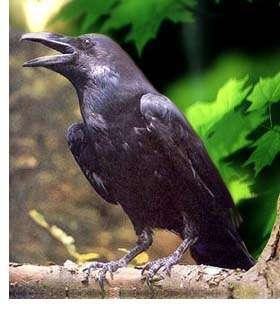 Meanwhile, Elijah was out in the wilderness, but God did not forget about him! Elijah had fresh water to drink from the brook, and ravens brought food to him! Ravens are large black birds.