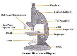 Why I would like a microscope There are many reasons why I would like a microscope and this is what I ll be writing about in the next paragraph.
