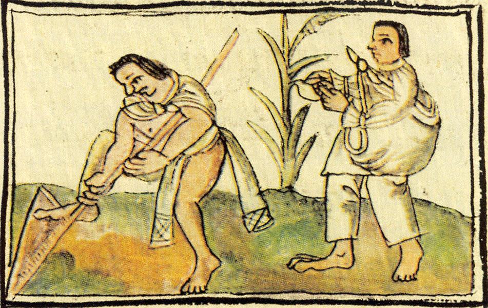 DOCUMENT 7 Source: Mesoamerican Indians planting and harvesting corn, first planted at