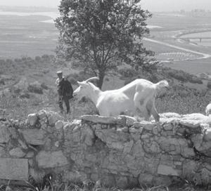 ILLUSTRATOR PHOTO/ JAMES MCLEMORE (10/33/20) Goats grazing in the ruins at Appaloosa. Abel offered a sacrifice from the flocks. Cain offered a sacrifice from his produce of the field.