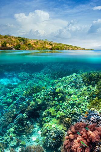 Appeal to reason The loss of coral reefs will reduce habitats for many other sea creatures, and it will disrupt the food web