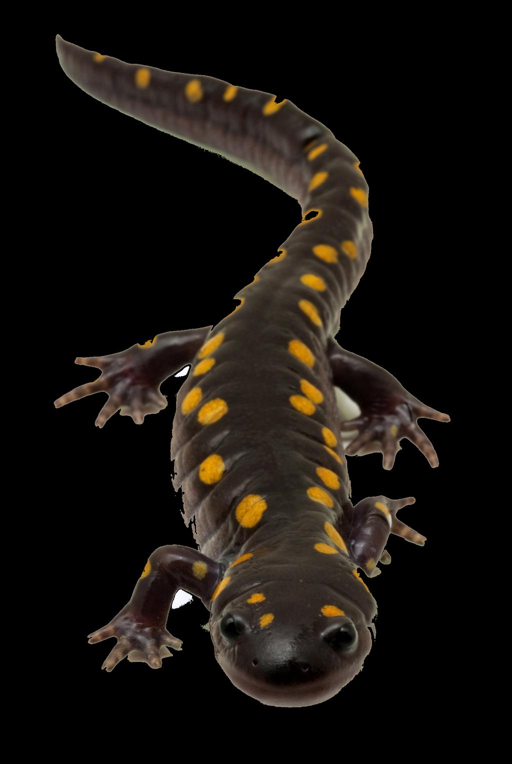 Can adult salamanders breathe underwater?