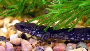 What are the benefits of salamanders staying in the wild rather than being kept in captivity?