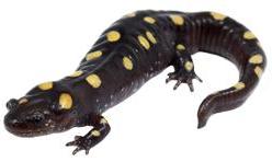 Why don t the salamanders lay their eggs in our Vernal Pool? Carter Ridick One piece of information that I found was that the pool near our Vernal Pool lasts longer.