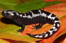 What different kinds of salamanders live in MA? : http://eol.