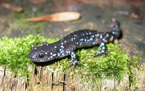 Another kind of salamander that lives in Ma, is the Marbled salamander.
