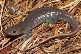 They are 3 to 5 inches long. The next salamander is the Blue spotted salamander.