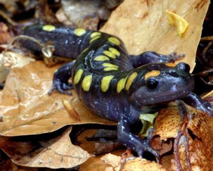 This salamander lives underground rather than above ground.
