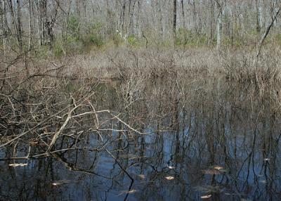 What is a Vernal pool?