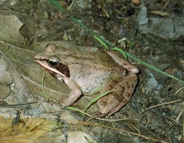 Why is the vernal pool an ideal environment for wood frogs?
