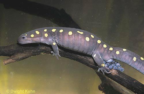 What better conditions does the vernal pool need to be in, in order for Spotted Salamanders to survive?