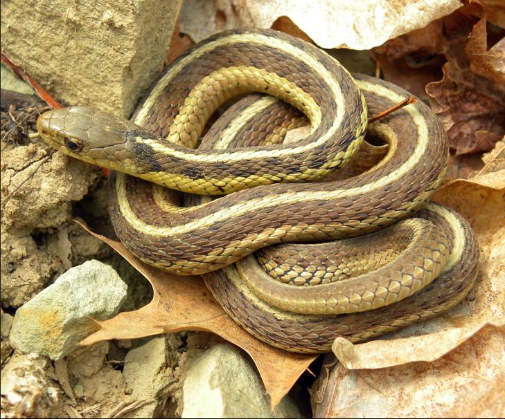 What type of Snakes can be dangerous at vernal pools and what type of snakes can be found at vernal pools that are common?