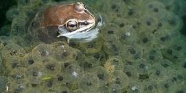 About how many wood frog eggs actually hatch? Most wood frog eggs don t ever hatch at all. Eggs are usually laid in late March to mid April, when the weather starts to warm up.