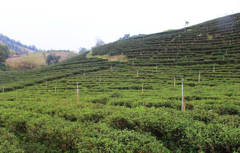 The main income of the villager is growing U-loang Tea.