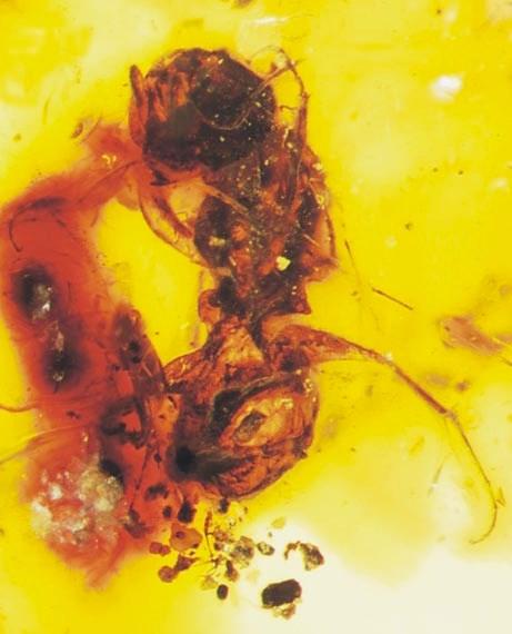 How long have bees been around? Bees nearly identical to those living today have been found in amber dating back 65 million years, corresponding to the time of the emergence of flowering plants.