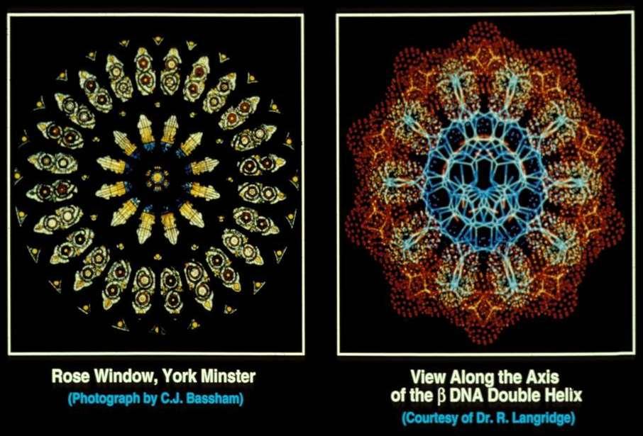 This pictures shows a frosted window that has a design of a flower and the microscopy cross-section of DNA.