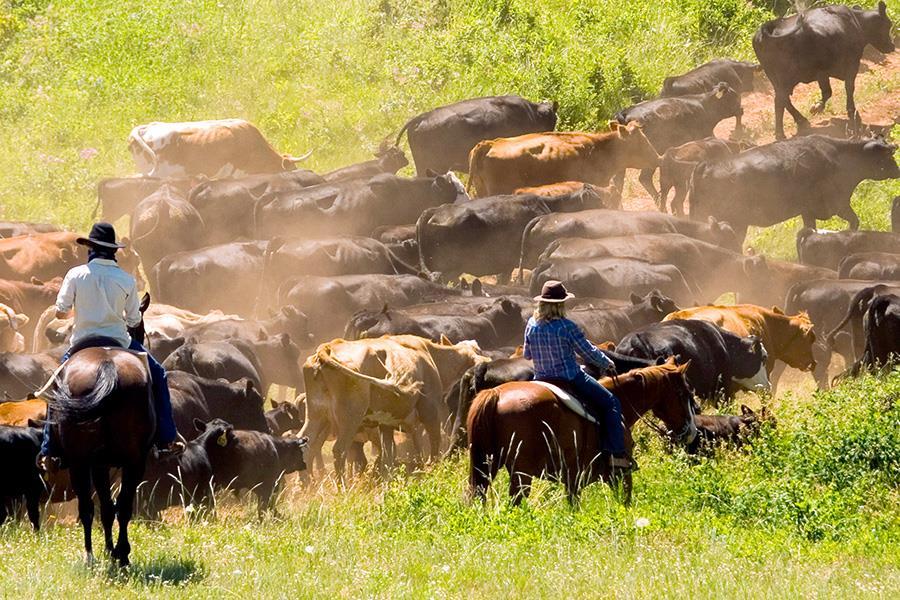 End of Cattle Drives Railroads ended the cattle