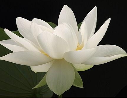In Buddhist belief and tradition, the lotus symbolizes purity. The lotus grows in the muddy water, but the flower itself is untouched by the dirt.