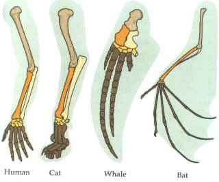 All the forelimbs of these animals (turtles, horses, humans, birds, and bats) are less than perfectly adapted because they are modified from an inherited structure rather than designed from